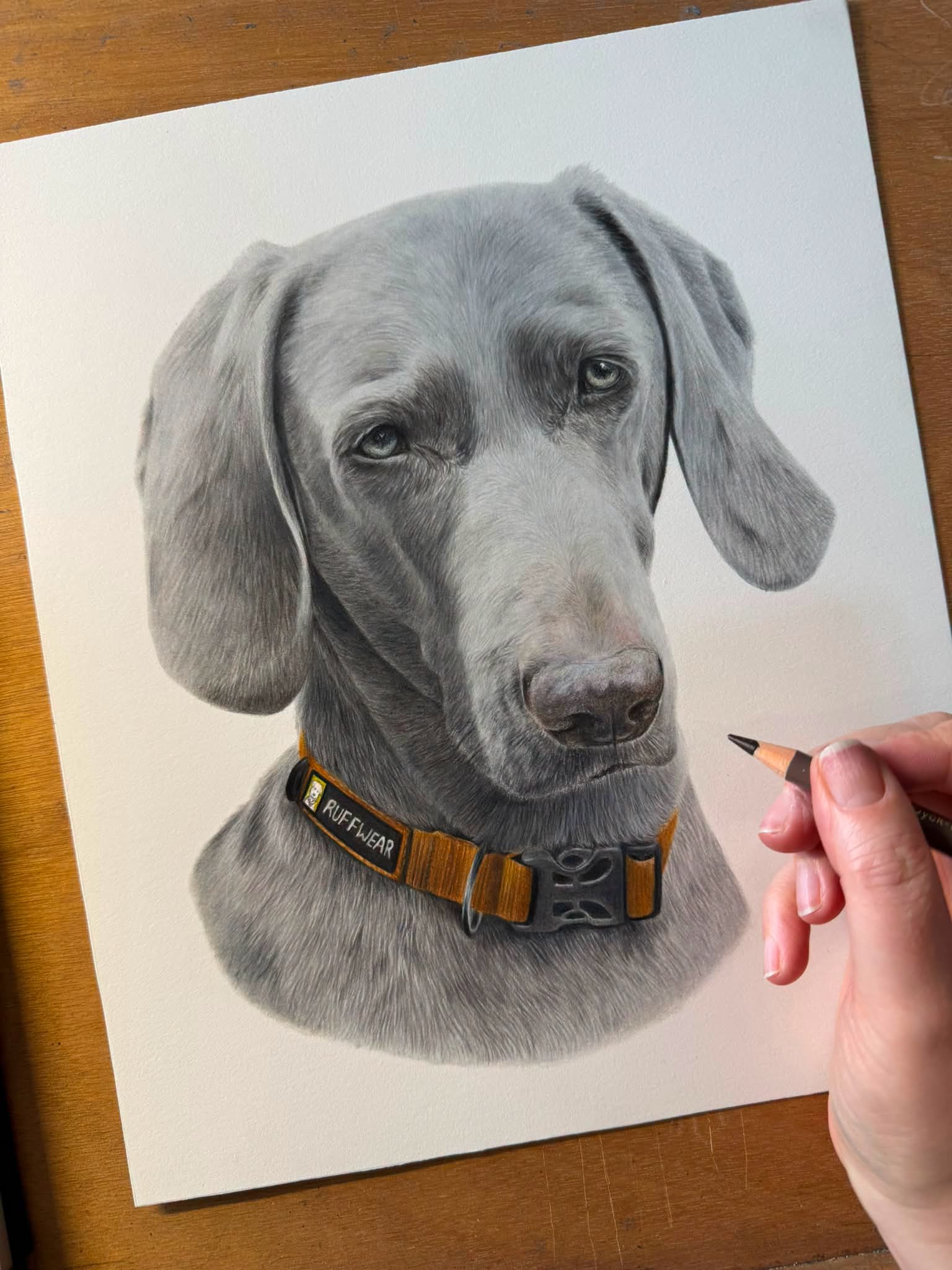 Pet pencil sketch artwork example